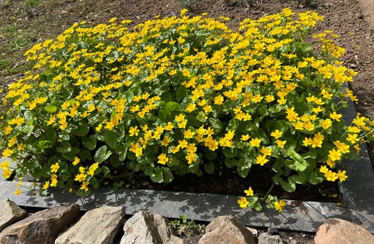 Marsh marigold,Caltha palustris is a medicinal and aquatic plant. Marsh marigold,Caltha palustris is a medicinal and aquatic plant
