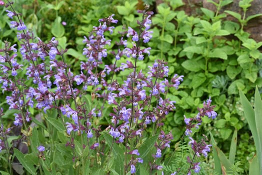 Dry stone walls in the garden are well suited for many herbs and at the same time a biotope for many animals. Dry stone walls in the garden are well suited for many herbs and at the same time a biotope for many animals.