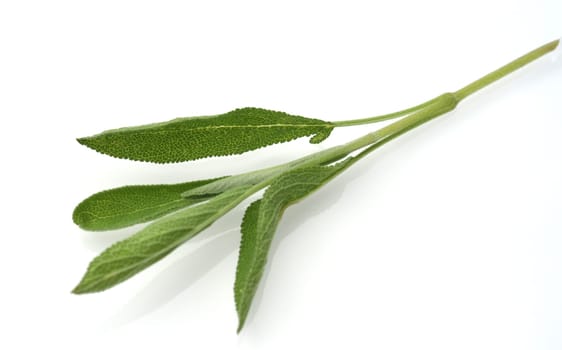 Sage,Salvia officinalis,is an important medicinal plant and a fragrant plant with blue flowers. It is a beautiful perennial and is also used in the kitchen as a spice. Sage,Salvia officinalis,is an important medicinal plant and a scented plant with blue flowers. It is a beautiful perennial and is also used in the kitchen as a seasoning.