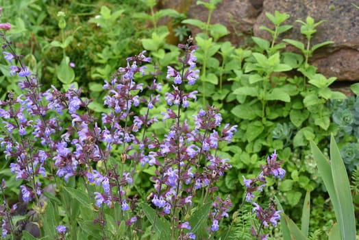 Dry stone walls in the garden are well suited for many herbs and at the same time a biotope for many animals. Dry stone walls in the garden are well suited for many herbs and at the same time a biotope for many animals.