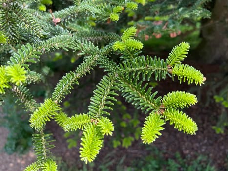 Fir branch,abies,fir is a native conifer with soft needles. Fir branch,abies,fir is a native conifer with soft needles.