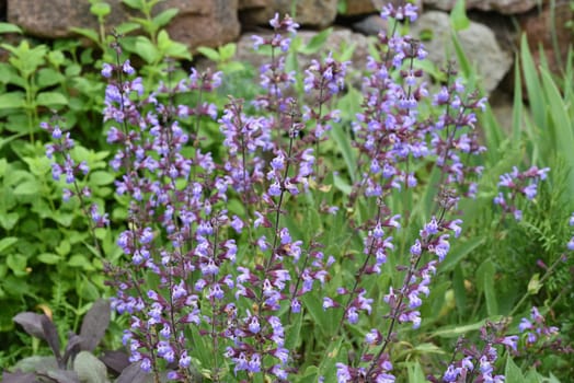 Dry stone walls in the garden are well suited for many herbs and at the same time a biotope for many animals. Dry stone walls in the garden are well suited for many herbs and at the same time a biotope for many animals.