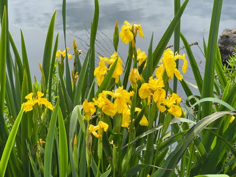 Marsh iris,Iris pseudacorus is a water and medicinal plant with yellow flowers. Marsh iris,Iris pseudacorus,is an aquatic and medicinal plant with yellow flowers.