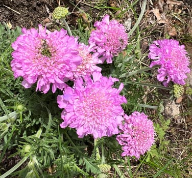 Pigeon scabiosis,Scabiosa columbaria is a bushy perennial that produces blue flowers from May to October. Pigeon scabious,Scabiosa columbaria is a bushy perennial that produces blue flowers from May to October