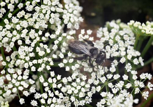 Black moth bee,Megachile parietina,Megachilidae is a wild bee. It is critically endangered and extremely rare. Black moth bee,Megachile parietina,Megachilidae is a wild bee. It is critically endangered and extremely rare