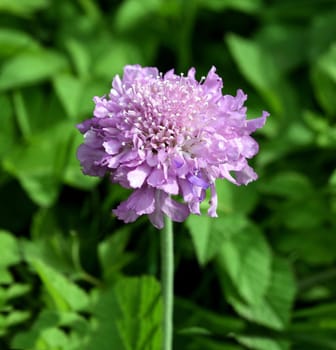 Pigeon scabiosis,Scabiosa columbaria is a bushy perennial that produces blue flowers from May to October. Pigeon scabious,Scabiosa columbaria is a bushy perennial that produces blue flowers from May to October
