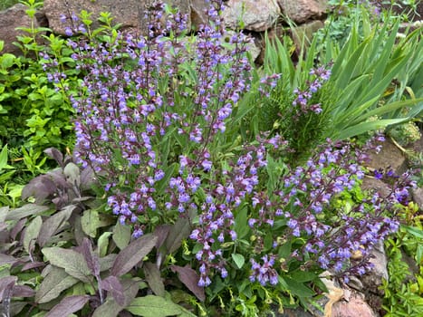 Dry stone walls in the garden are well suited for many herbs and at the same time a biotope for many animals. Dry stone walls in the garden are well suited for many herbs and at the same time a biotope for many animals.