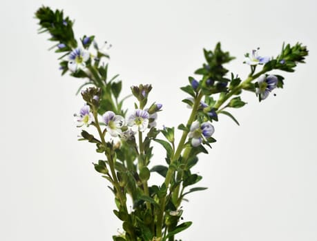 Thyme Honorary Award,Veronica serpyllifolia,is an honorary award that has thyme-like leaves. Thyme speedwell,Veronica serpyllifolia,is a speedwell that has thyme-like leaves.