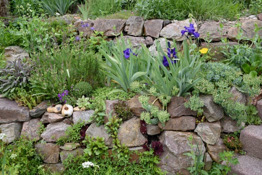 Dry stone walls in the garden are well suited for many herbs and at the same time a biotope for many animals. Dry stone walls in the garden are well suited for many herbs and at the same time a biotope for many animals.