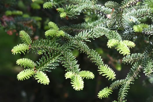 Fir branch,abies,fir is a native conifer with soft needles. Fir branch,abies,fir is a native conifer with soft needles.