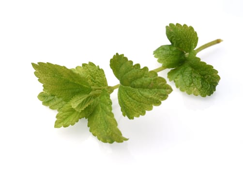 Lemon balm Melissa officinalis is an important medicinal plant and a fragrant plant with white flowers. It is a beautiful perennial and is also used in medicine. Lemon balm Melissa officinalis,is an important medicinal plant and an aromatic plant with white flowers. It is a beautiful perennial and is also used in medicine.