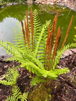 Cinnamon-brown royal fern,Osmundastrum cinnamomeum,is a pretty fern plant,especially in autumn,with its cinnamon-brown fronds. Cinnamon-brown royal fern,Osmundastrum cinnamomeum,is a pretty fern to look at,especially in autumn,with its cinnamon-brown fronds.
