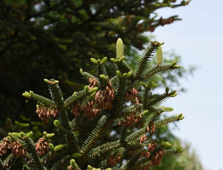 Fir branch,abies,fir is a native conifer with soft needles. Fir branch,abies,fir is a native conifer with soft needles.