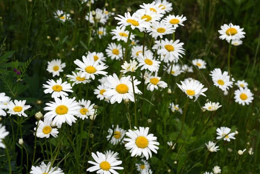 Daisies form simple flowers,are pollen donors for bees and attract butterflies. They bloom from May to October. Daisies form simple flowers,are pollen donors for bees and attract butterflies. They bloom from May to October.
