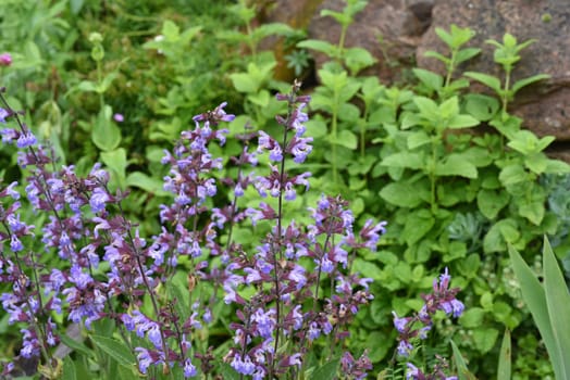 Dry stone walls in the garden are well suited for many herbs and at the same time a biotope for many animals. Dry stone walls in the garden are well suited for many herbs and at the same time a biotope for many animals.