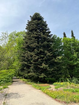 Fir branch,abies,fir is a native conifer with soft needles. Fir branch,abies,fir is a native conifer with soft needles.