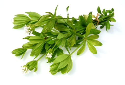 Woodruff,Galium odoratum is a spice and medicinal plant that grows in the forest. Woodruff,Galium odoratum is a spice and medicinal plant that grows in the forest