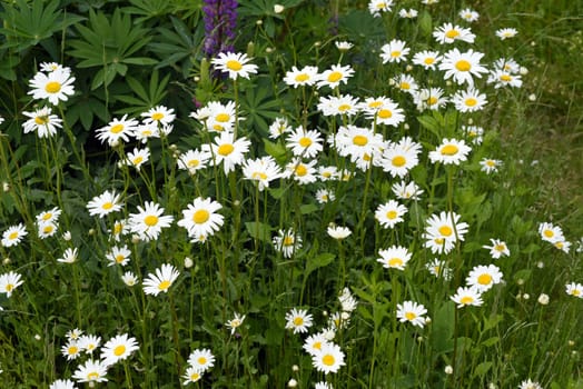 Daisies form simple flowers,are pollen donors for bees and attract butterflies. They bloom from May to October. Daisies form simple flowers,are pollen donors for bees and attract butterflies. They bloom from May to October.