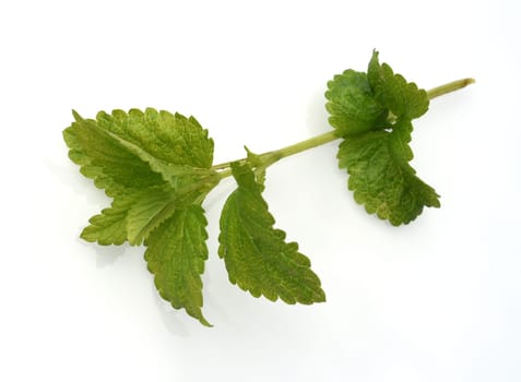 Lemon balm Melissa officinalis is an important medicinal plant and a fragrant plant with white flowers. It is a beautiful perennial and is also used in medicine. Lemon balm Melissa officinalis,is an important medicinal plant and an aromatic plant with white flowers. It is a beautiful perennial and is also used in medicine.