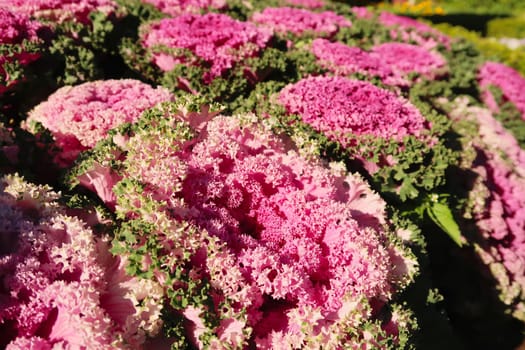A field, bed of pink kale, cabbage heads, at the Royal Twin Pagodas in the Doi Inthanon National Park, close to Chiang Mai, Thailand 2023