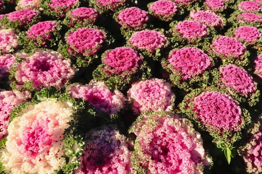 A field, bed of many pink kale, cabbage heads, at the Royal Twin Pagodas in the Doi Inthanon National Park, close to Chiang Mai, Thailand 2023