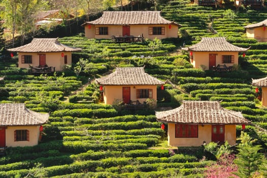 View onto traditional chinese houses surrounded by a tea plantation in the village of Ban Rak Thai, Mae Aw, close to the border to Myanmar, Mae Hong Son Loop, Thailand 2023