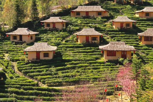 View onto traditional chinese houses surrounded by a lush tea plantation in the village of Ban Rak Thai, Mae Aw, close to the border to Myanmar, Mae Hong Son Loop, Thailand 2023