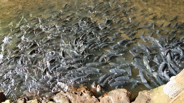A large school of fish, grey carp fish at the entrance of the Nam Lod, Tham Lot Cave, waiting to be fed by tourists, Mae Hong Son Loop, close to Pai, Thailand 2023