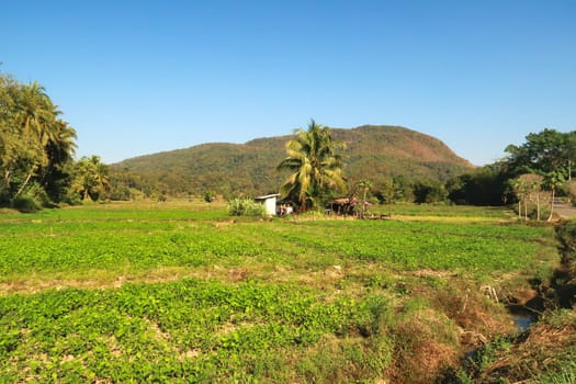 Picturesque landscape, vegetable field, farmland next to the road winding road of the Mae Hong Son Loop, close to Ban Rak Thai Village, Thailand 2023
