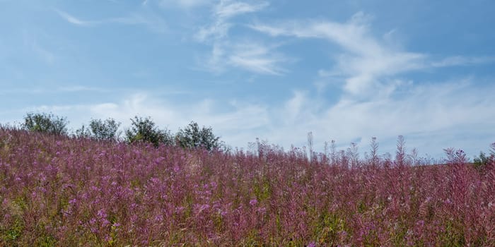 Blooming willowherb (Epilobium angustifolium) on a green meadow