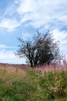 Blooming willowherb ( Epilobium angustifolium ) on a green meadow with a tree