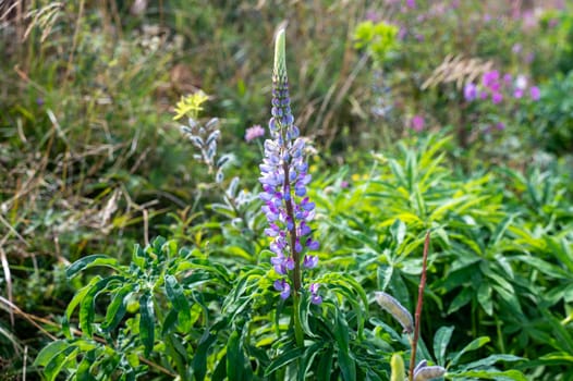 Purple lupine blossom on a green meadow