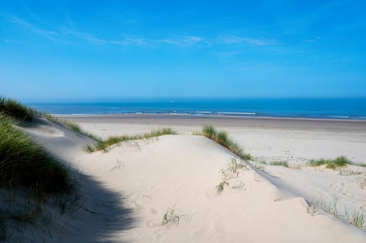 View over the dunes with beach grass towards the sea, on the North Sea coast in the Netherlands with a blue sky