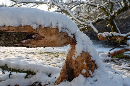 Tree gnawed and fallen by beavers covered with snow in winter time