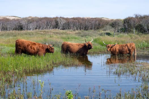 Scottish Highland cattle stand in and on the water on the shore of a small lake in the dune hinterland in a nature reserve near Egmond aan Zee in the Netherlands