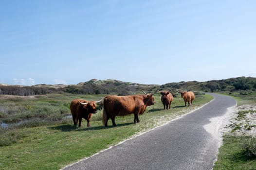 Scottish Highland cattle on a paved bicycle and hiking path in the dune hinterland, in a nature reserve near Egmond aan Zee in the Netherlands