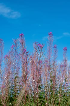 Willowherb (Epilobium angustifolium) with sky