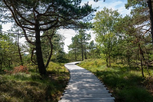 Black moor in the Rhoen, Bavaria, Germany, in summer  with a new moor path and forest  in sunlight
