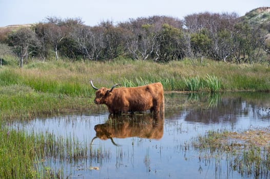 A Scottish Highland cattle stands in the water on the shore of a small lake in the dune hinterland in a nature reserve near Egmond aan Zee in the Netherlands