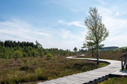 Black moor in the Rhoen, Bavaria, Germany, in summer  with Heather and  a new moor path