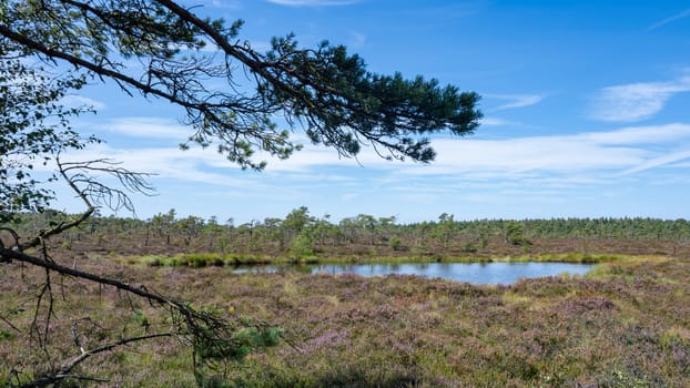 Moor eyes in the black moor with broom heather in the high Rhoen, Bavaria, Germany