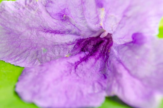 Close up of purple flower petals. Flora concept.