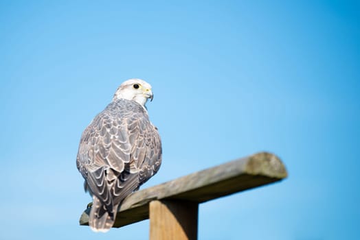 Gyrfalcon, wildlife, raptor bird of prey on a tree trunk, habitat, forest and meadow landscape, Falco rusticolus