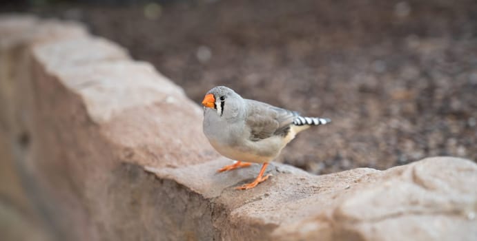 Zebra finch sitting on a stone wall, wild bird in nature, Taeniopygia guttata, wildlife Indonesia