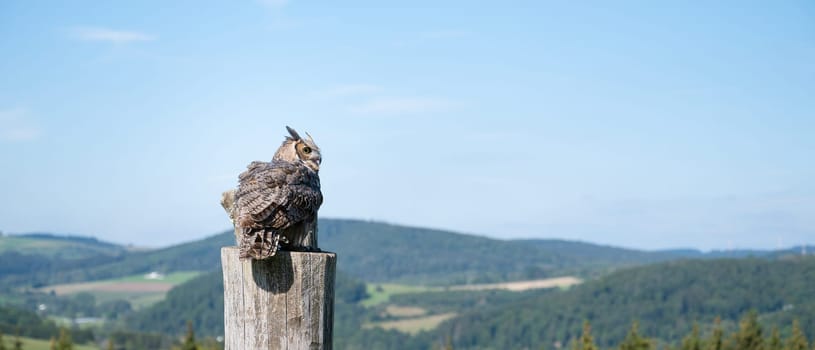 Great horned eagle owl, wildlife, raptor bird on a tree trunk, habitat, forest and meadow landscape