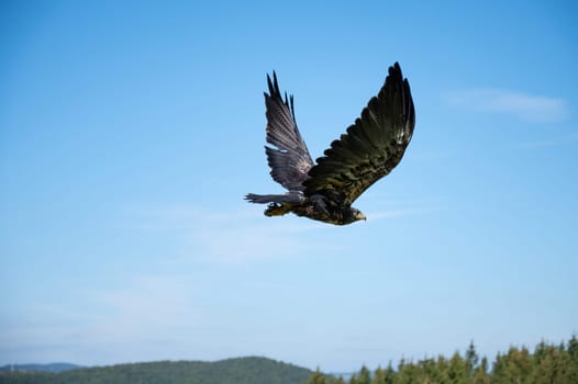Black hawk, wildlife, raptor bird of prey in flight, habitat, forest and meadow landscape, Buteogallus anthracinus eagle