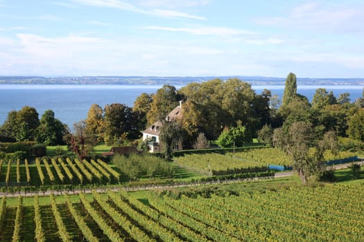 Autumn atmosphere on Lake Constance,view from Hagnau over the vineyards/vineyards to Lake Constance