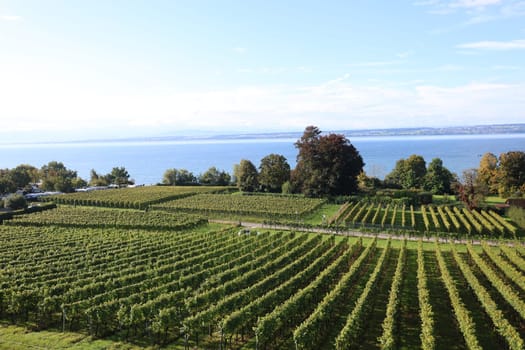 Vines on a vineyard on Lake Constance,view from Hagnau over the vineyards/vineyards to Lake Constance