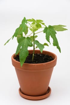 Papaya plant growth or alond tree in a pot, close-up on a white background