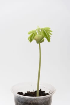 Plant sprout Tamarind, Indian Phoenic in a plastic cup